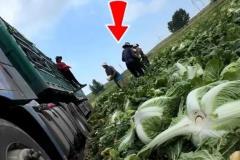 多地紧急追查“甲醛白菜”：涉事蔬菜流向曝光，监管部门全面排查背后真相