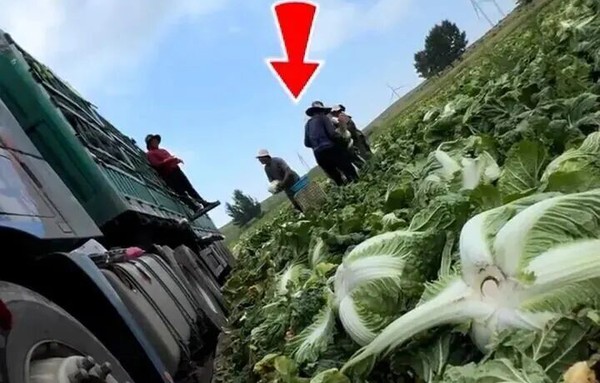 多地紧急追查“甲醛白菜”:涉事蔬菜流向曝光,监管部门全面排查背后真相 多地紧急追查“甲醛白菜”:涉事蔬菜流向曝光,监管部门全面排查背后真相